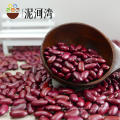 Bean kindey haricot rouge foncé à vendre impulsions